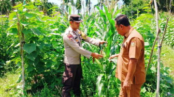 Metode Tumpang Sari Bikin Jagung Betras di Tandan Sari Tumbuh Optimal Menjelang Panen Juni