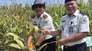 DUKUNG KETAHANAN PANGAN NASIONAL, LAPAS LABUHAN RUKU PANTAU PERSIAPAN PANEN DAN PEMBANGUNAN MESS SAE DI AIR JOMAN