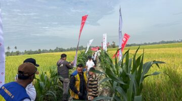 Gerakan Irigasi Bersih BBWS Sumatera II, Rawat Jaringan Pengairan untuk 18.500 Hektare Lahan