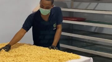 DARI KEDELAI, LAHIR KETERAMPILAN!