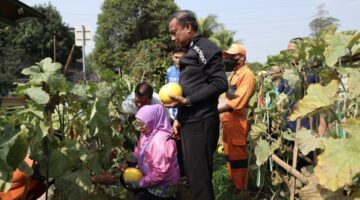Munjirin Panen Golden Melon Hasil Urban Farming di Lahan Tidur Rawamangun